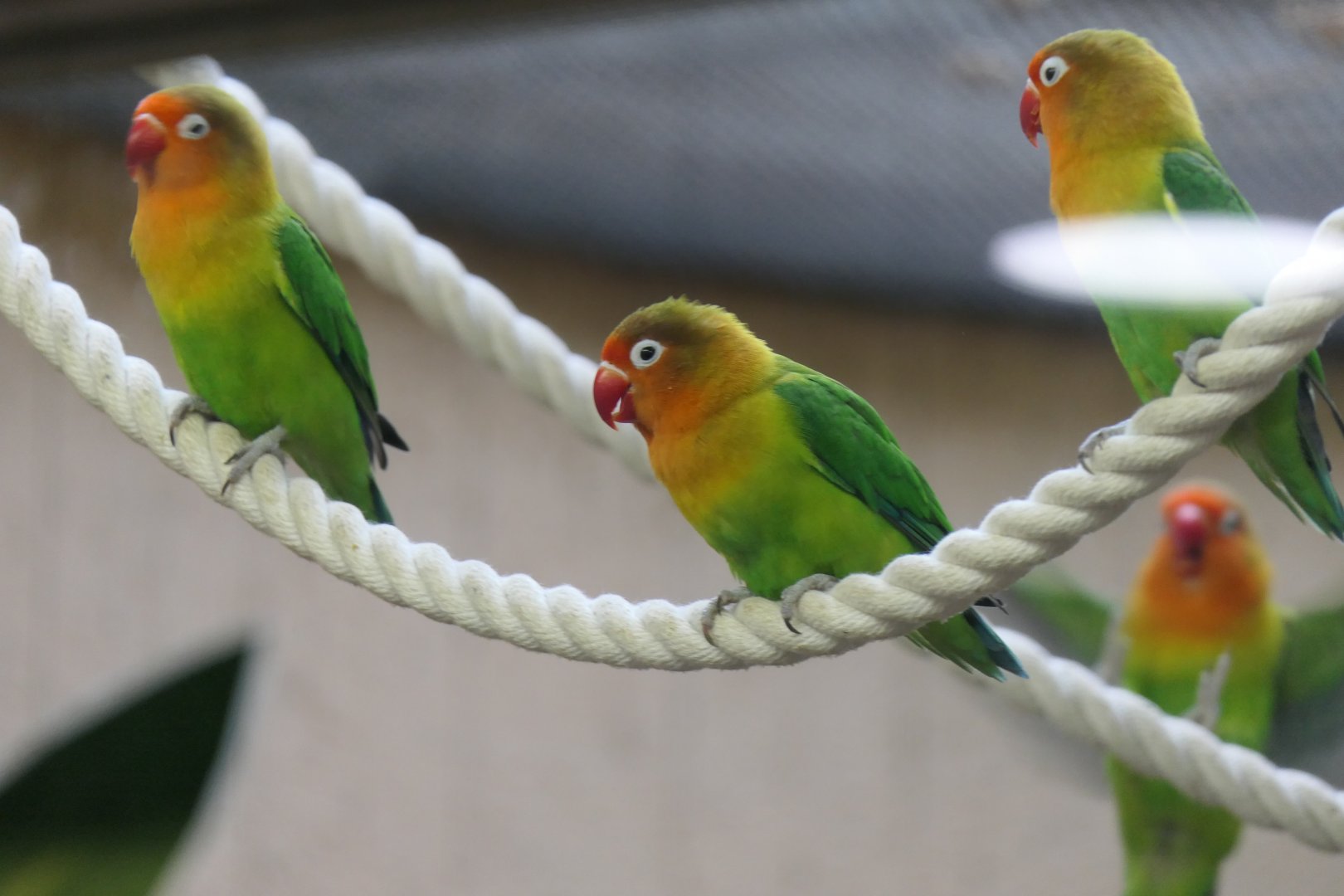 Fischer's Lovebird (Agapornis fischeri)