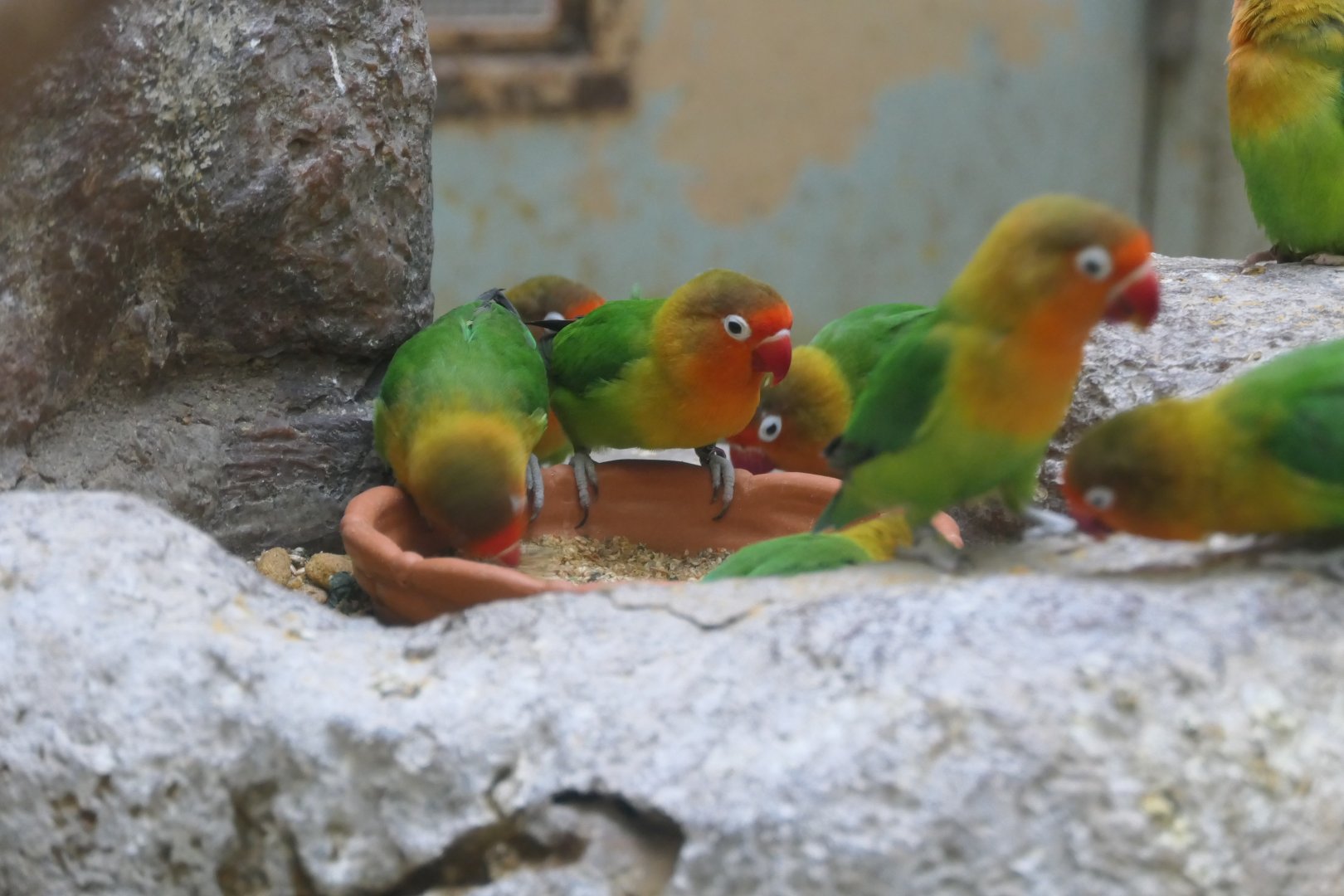 Fischer's Lovebird (Agapornis fischeri)