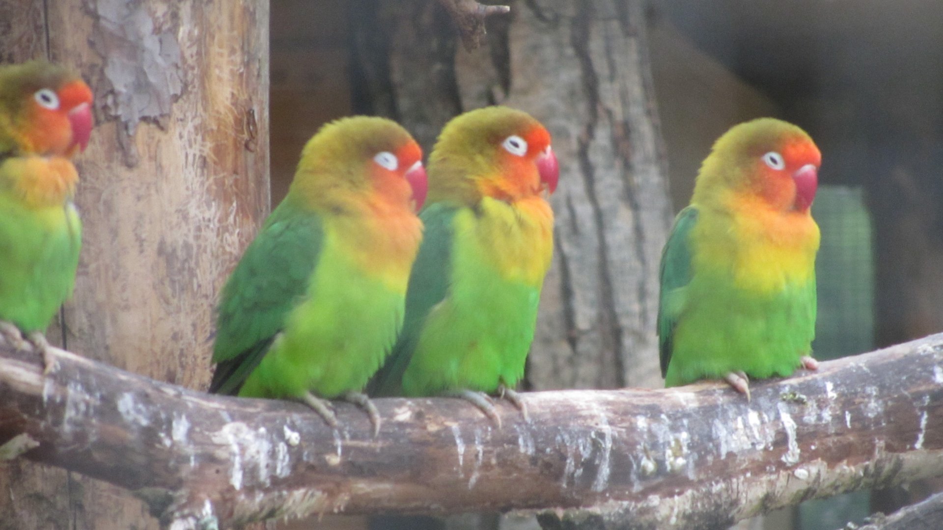 Fischer's lovebird (Agapornis fischeri)