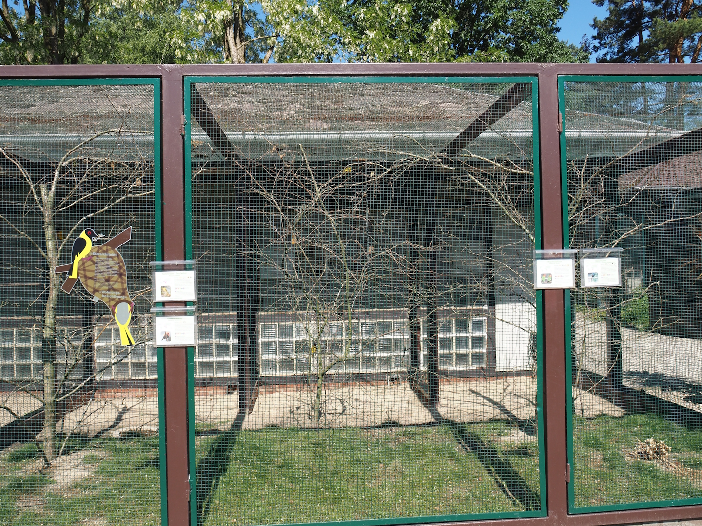 Fischer's lovebird and African songbird aviary, 2024-05-23
