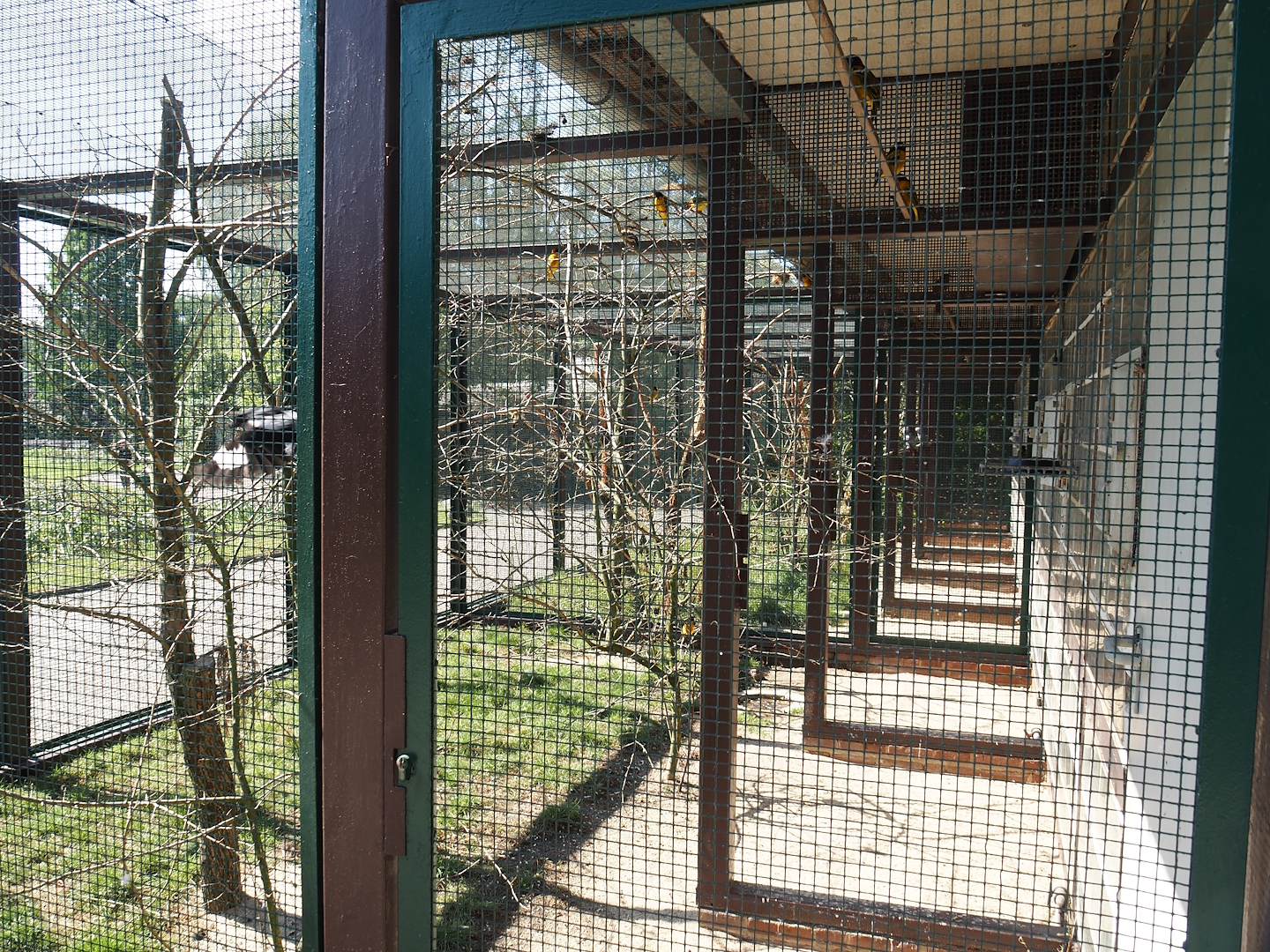 Fischer's lovebird and African songbird aviary, 2024-05-23
