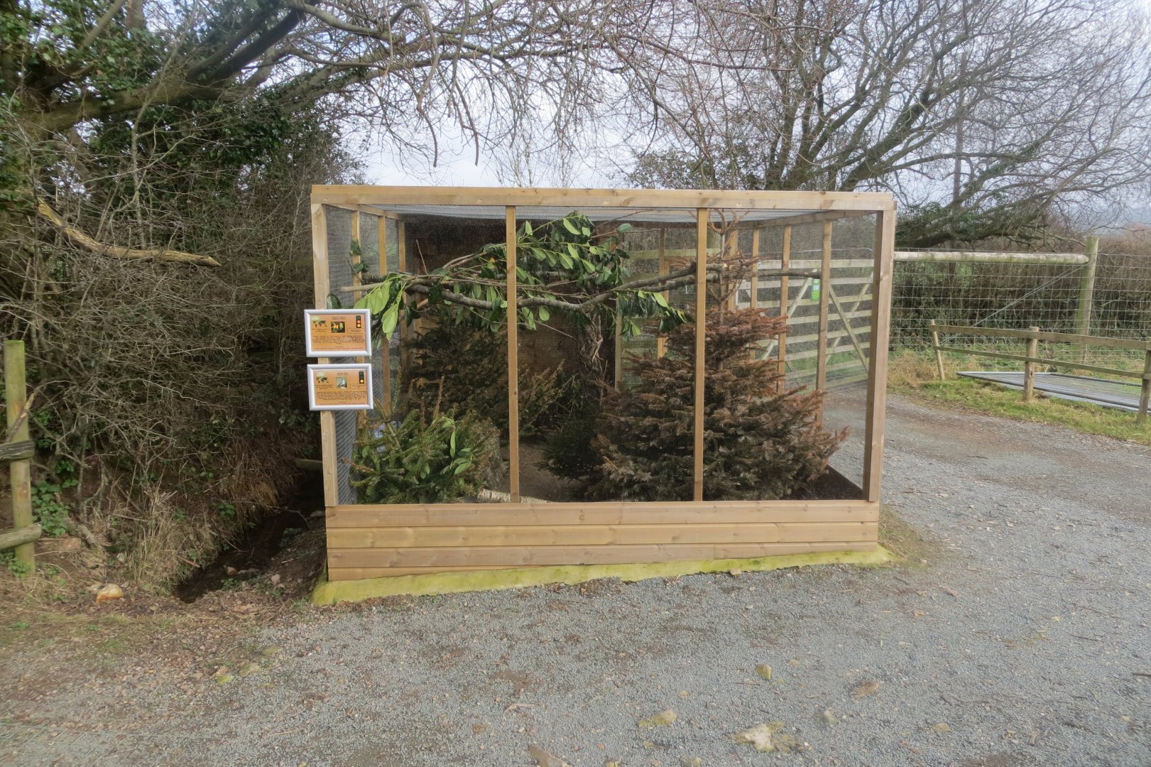 Fischer's lovebird and Mountain quail aviary 170219