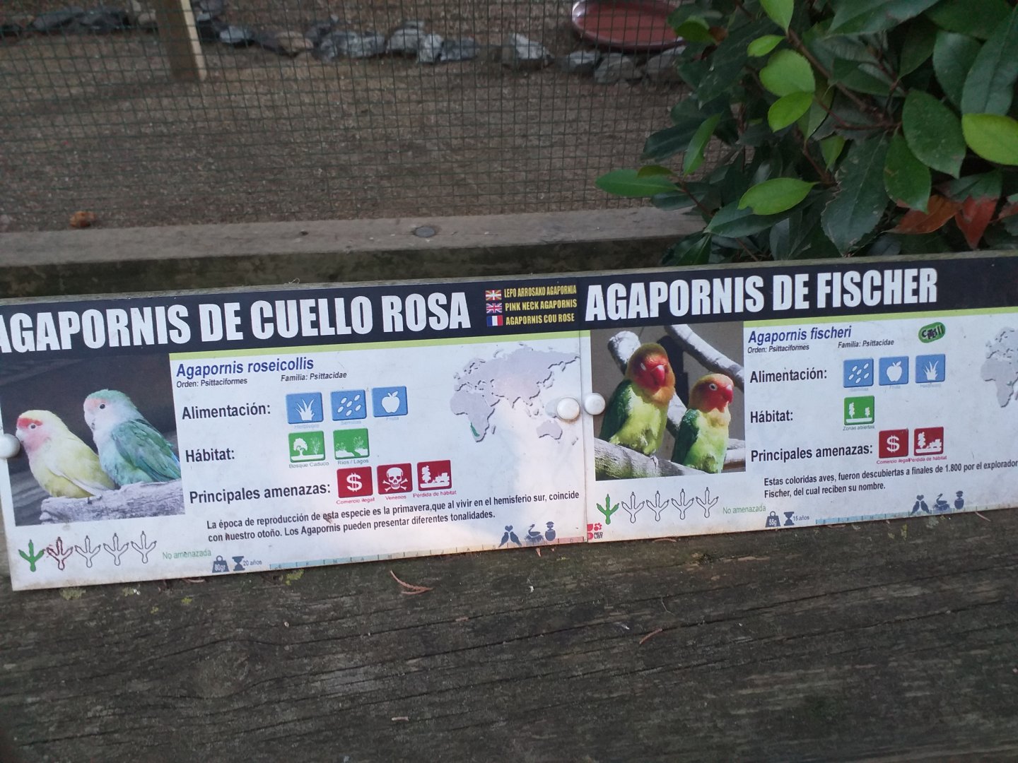 Fischer's lovebird and Peach-faced lovebird sign -Sendaviva (2020)