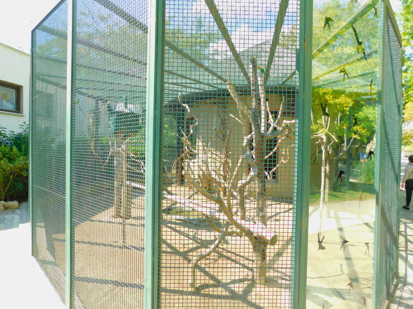 Fischer's Lovebird and Southern Red Bishop Enclosure