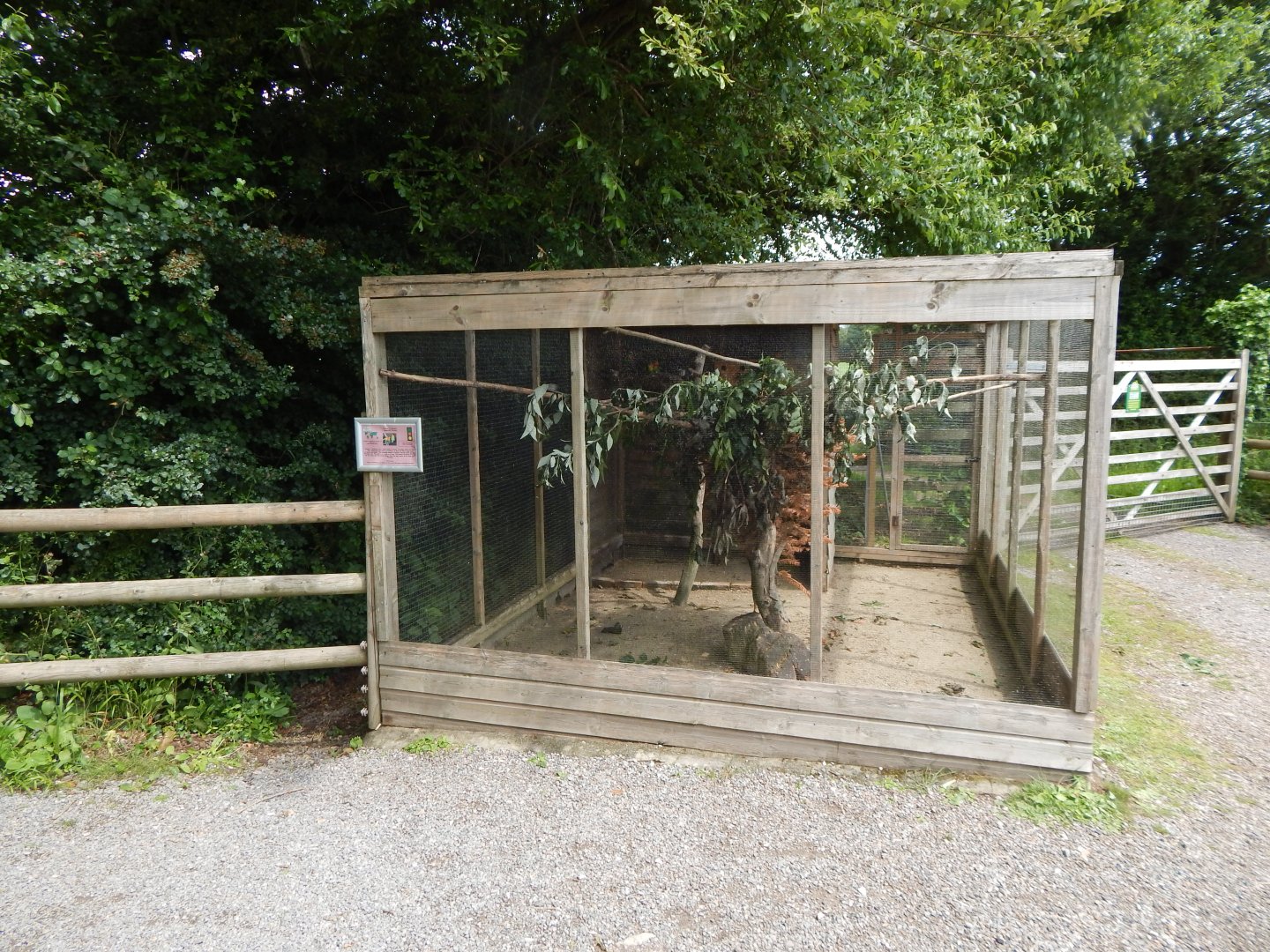 Fischer's lovebird aviary 060625