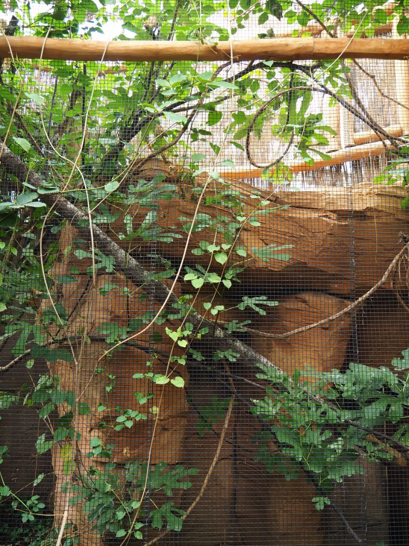 Fischer's lovebird aviary, 2019-10-05