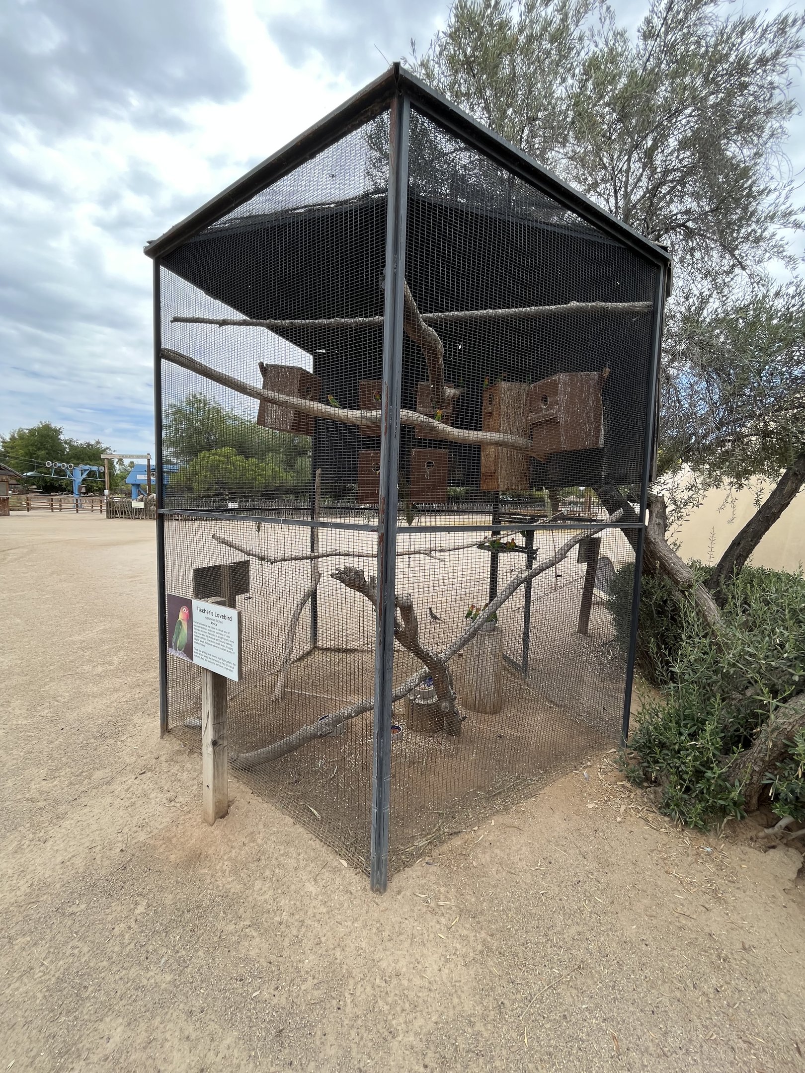 Fischer’s Lovebird Aviary