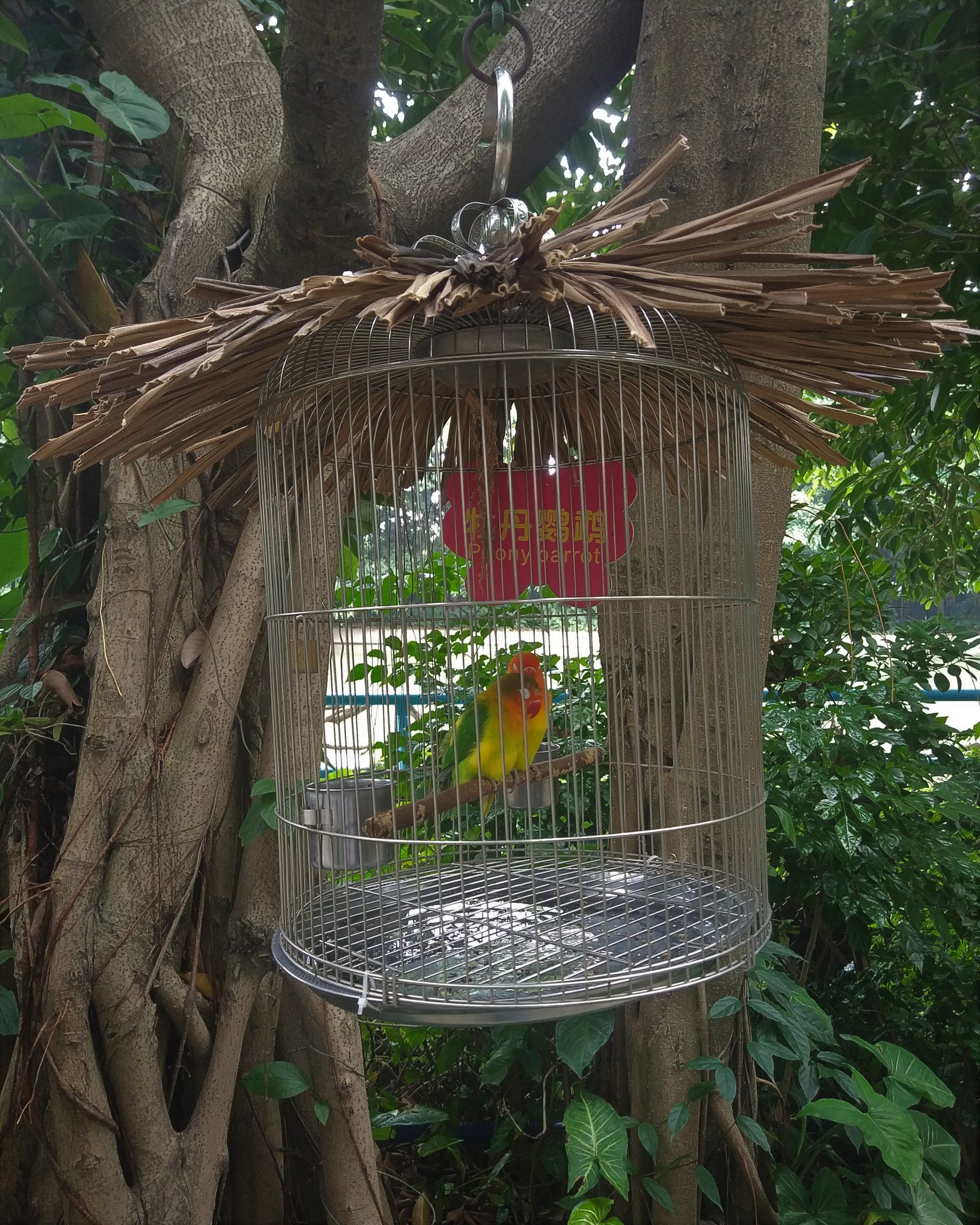 Fischer's Lovebird Birdcage