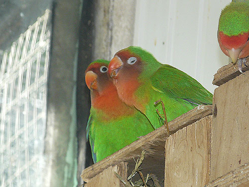 Fischer's lovebird in Kishinev Zoo