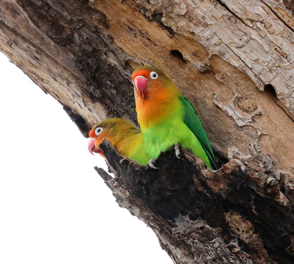 Fischers Lovebird
