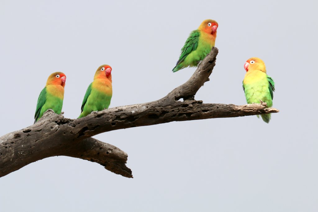 Fischers Lovebird