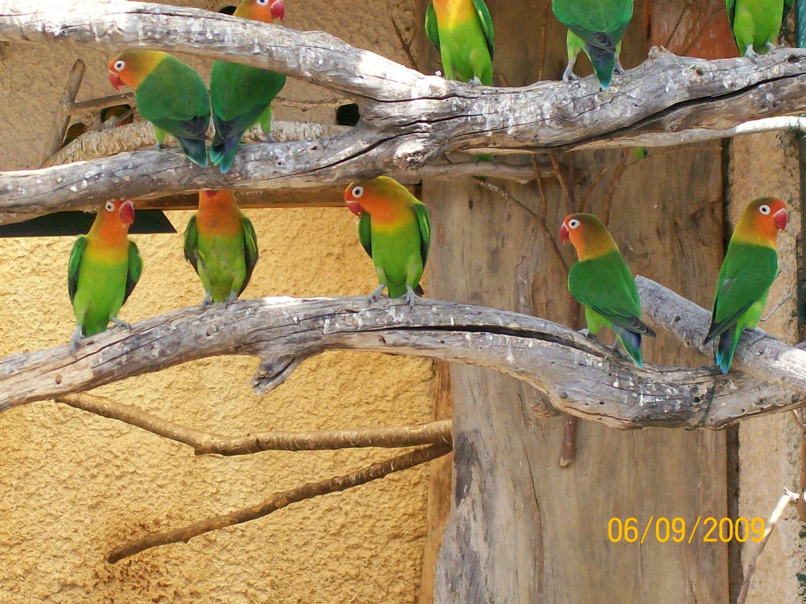 Fischer's lovebird