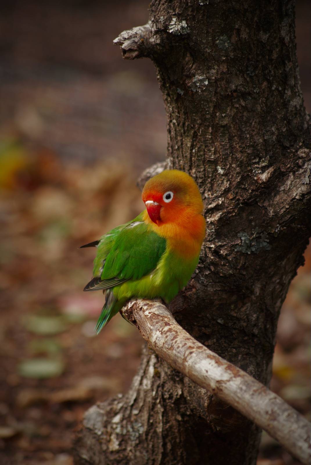 Fischer's lovebird
