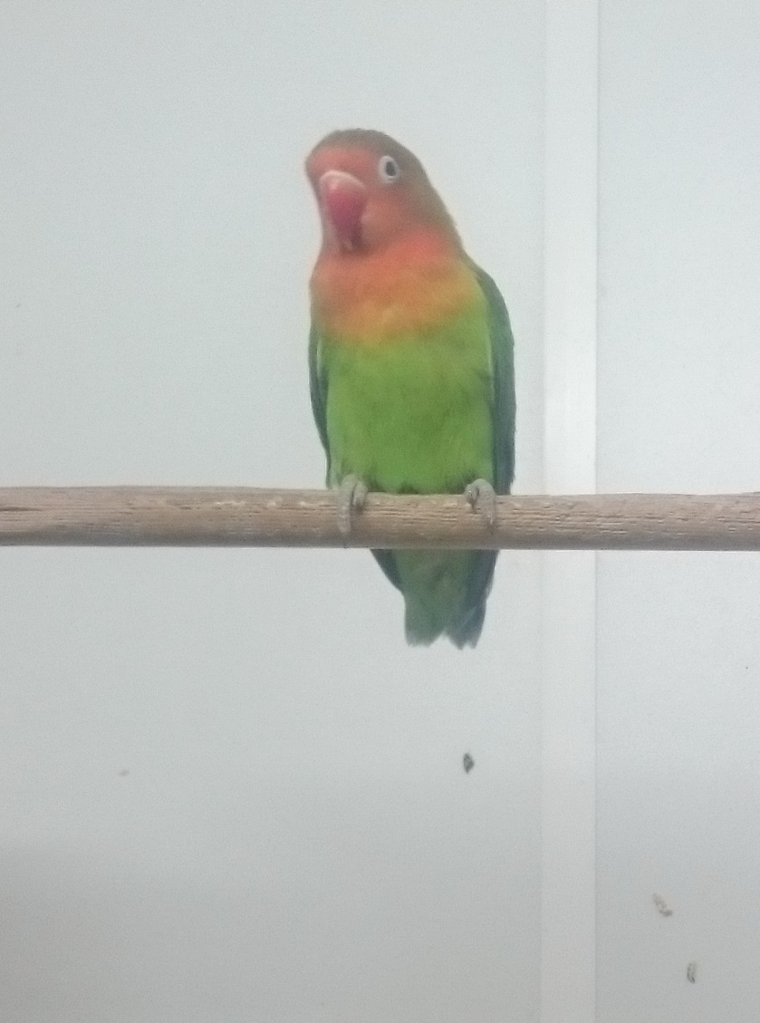 Fischer's lovebird