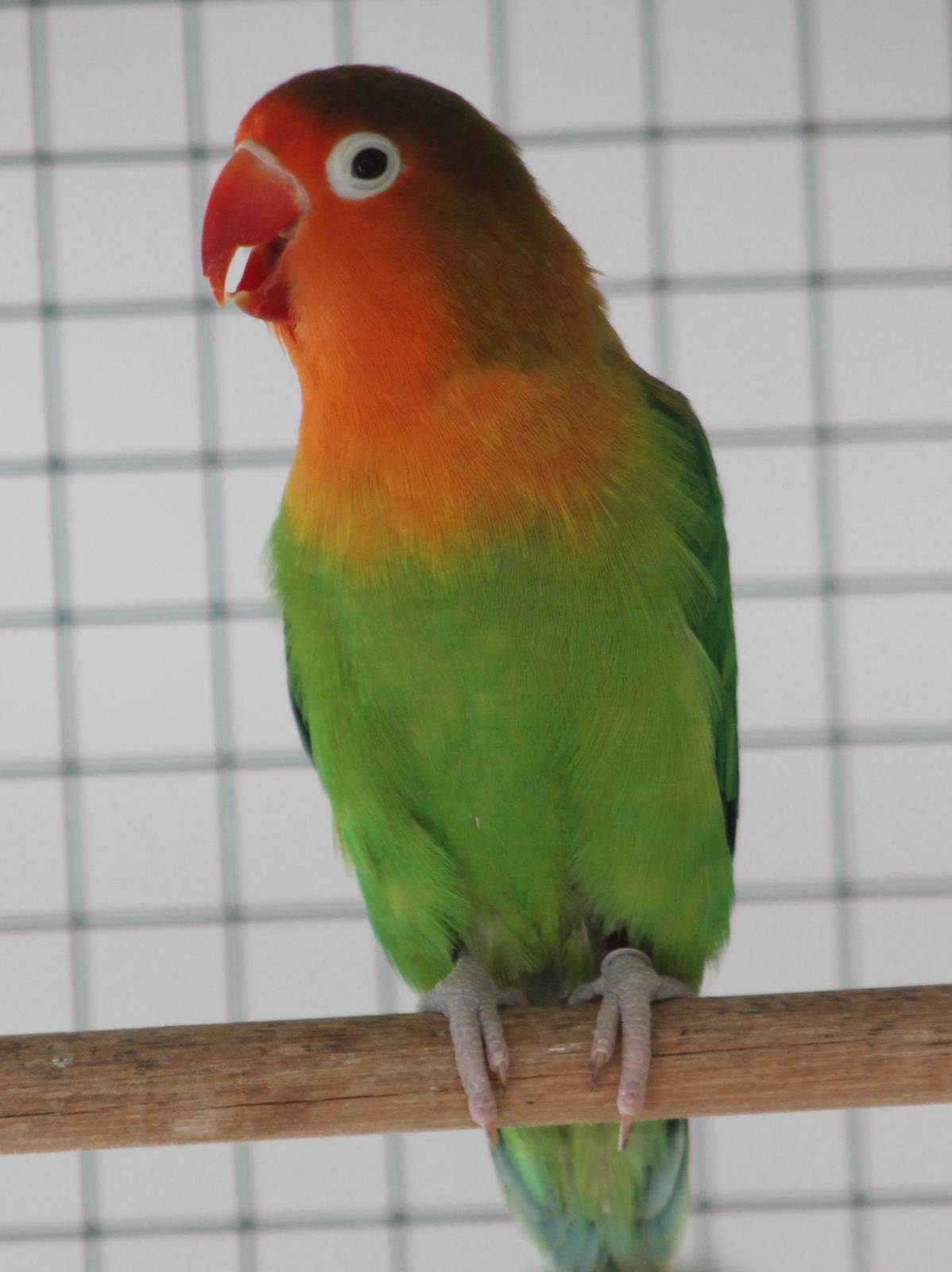 Fischer's lovebird