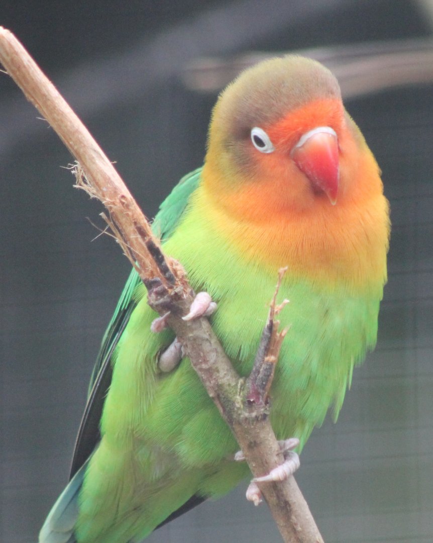 Fischer's lovebird