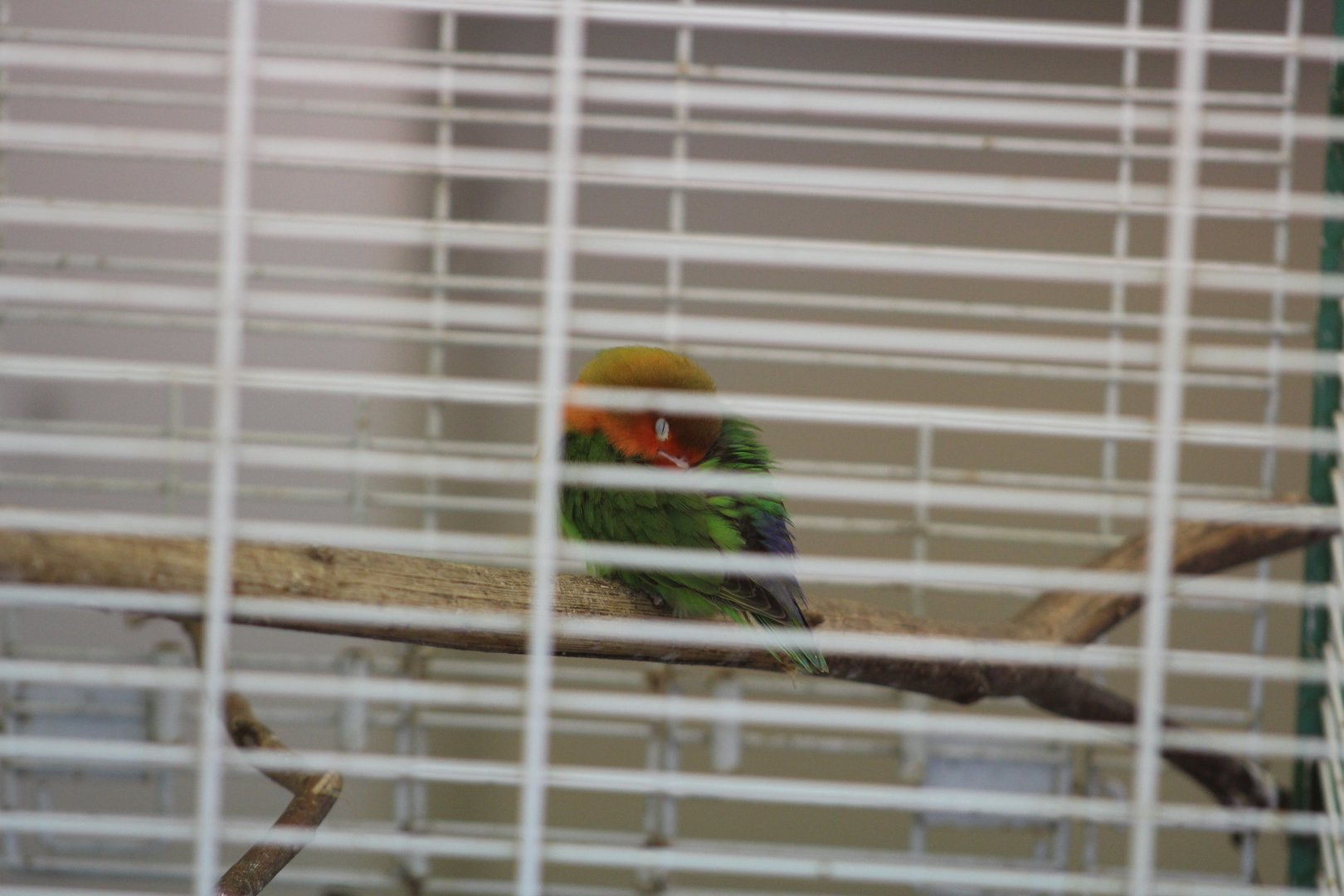 Fischer's Lovebird