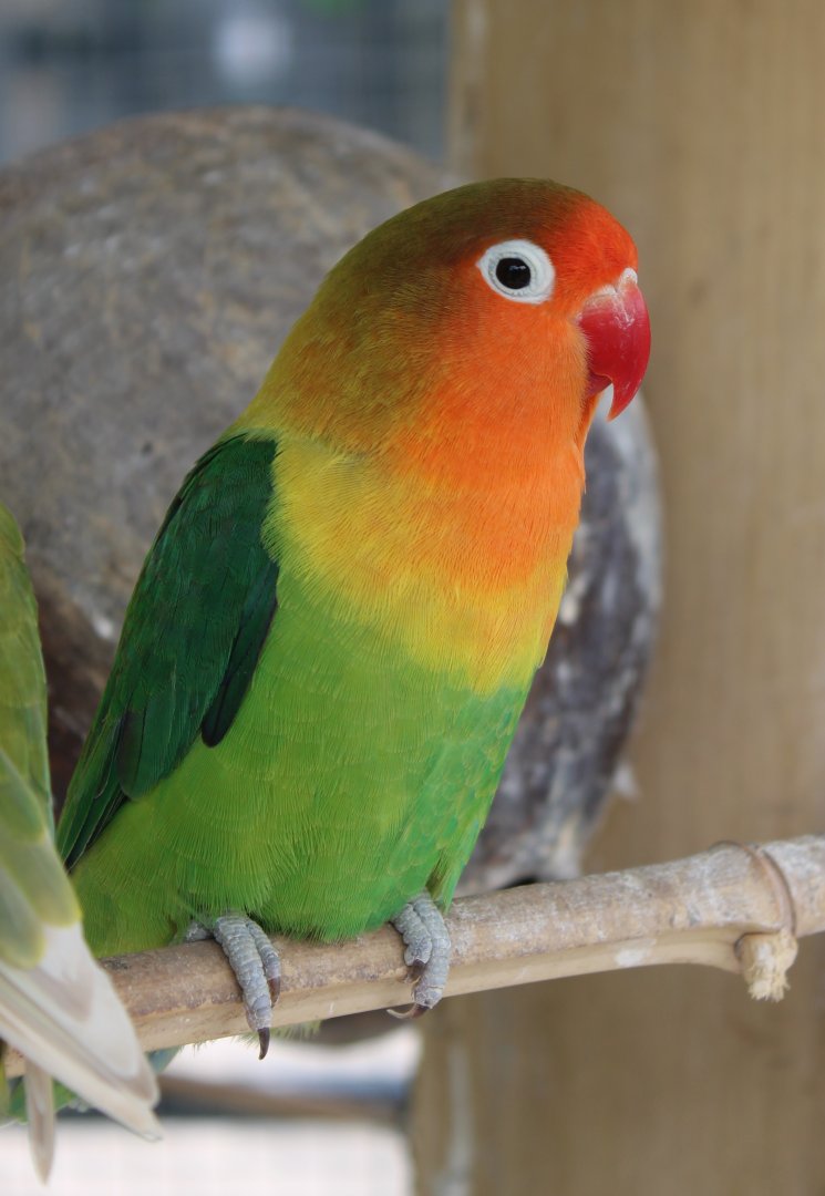 Fischer's lovebird