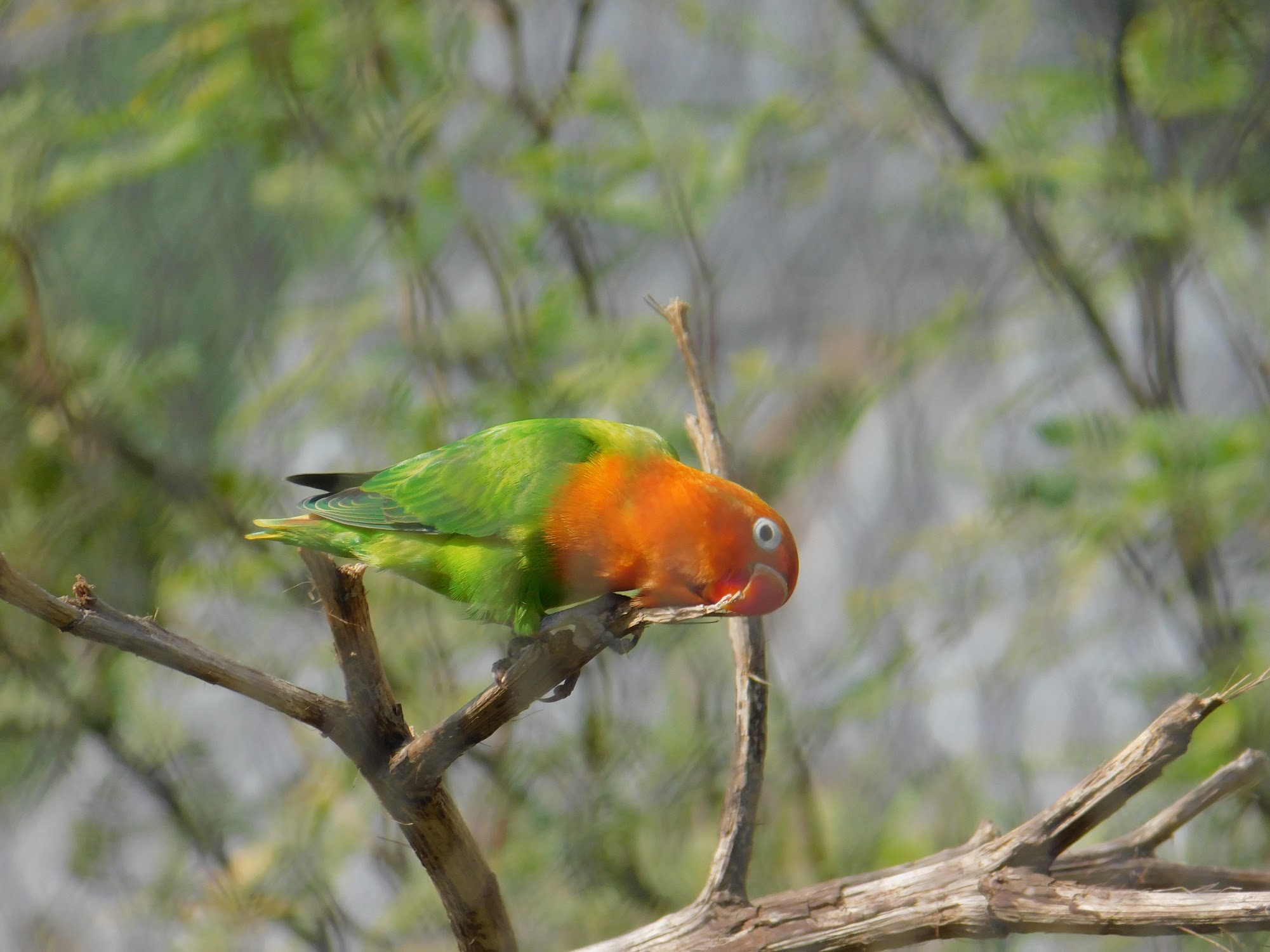 Fischer’s Lovebird