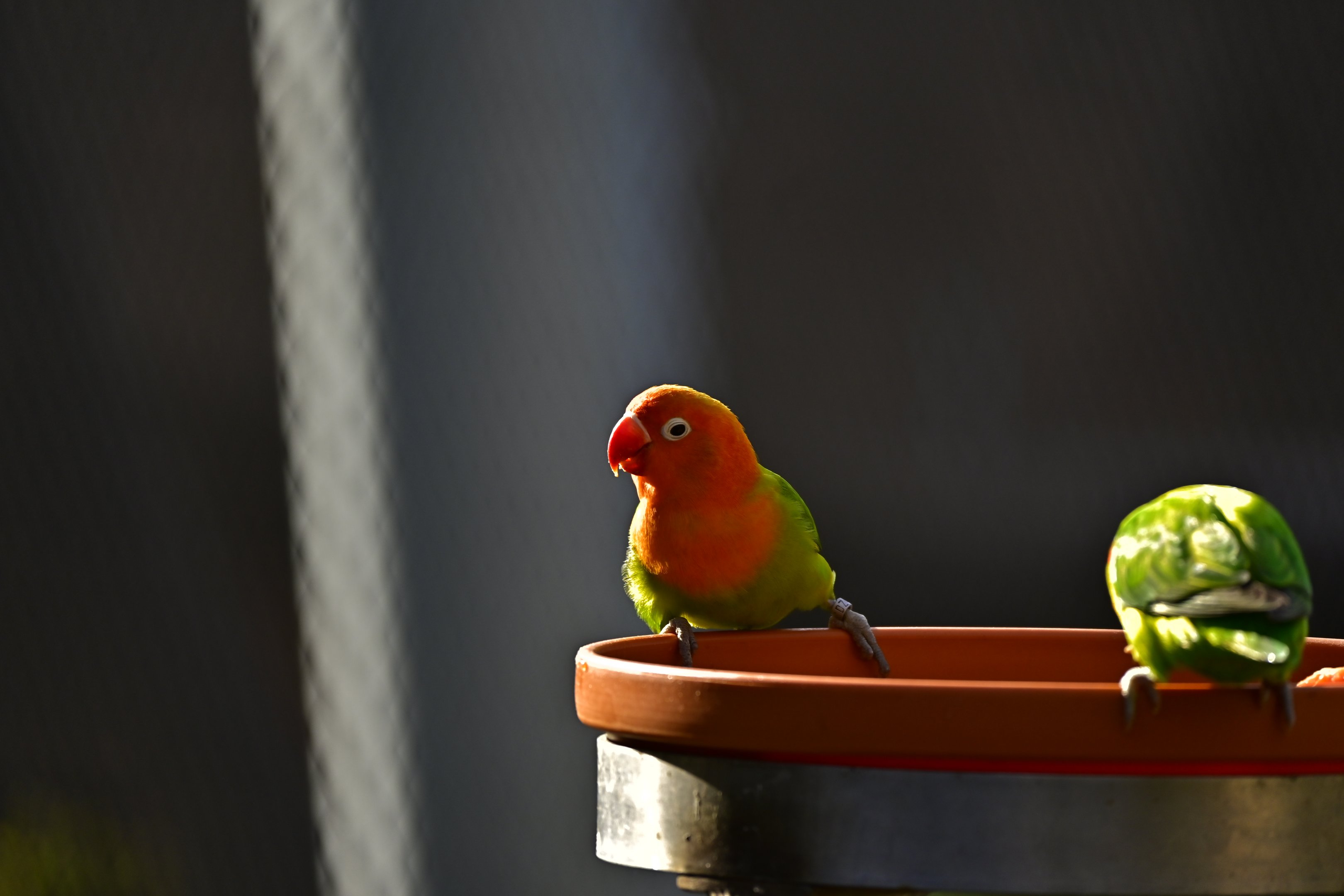 Fischer’s Lovebird