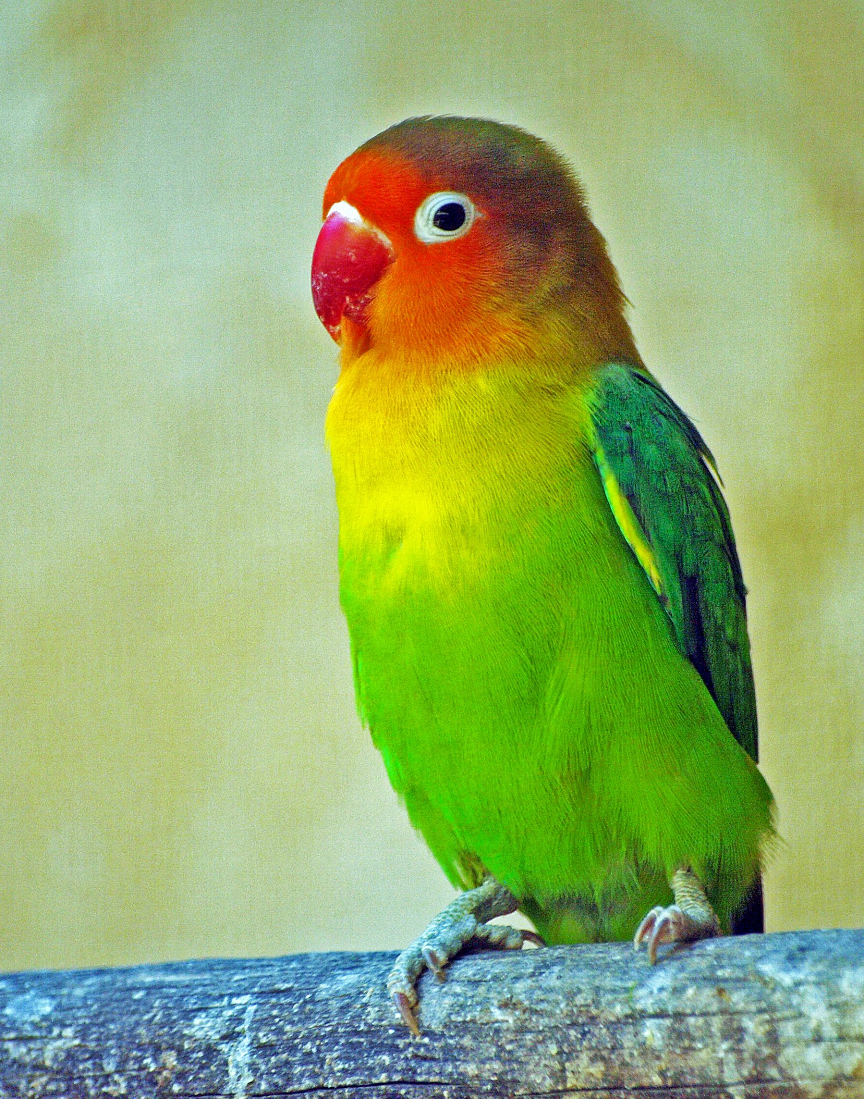 Fischer's lovebird