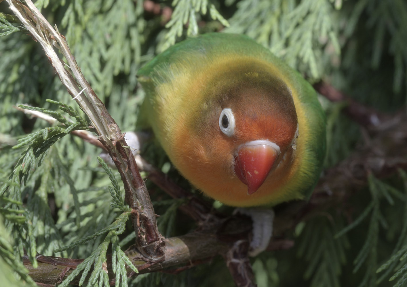 Fischer's lovebird