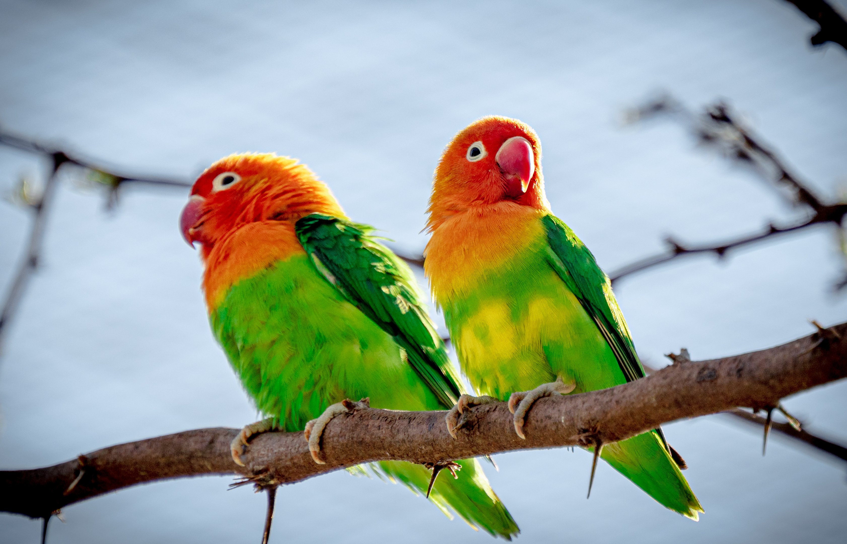 Fischer’s Lovebird