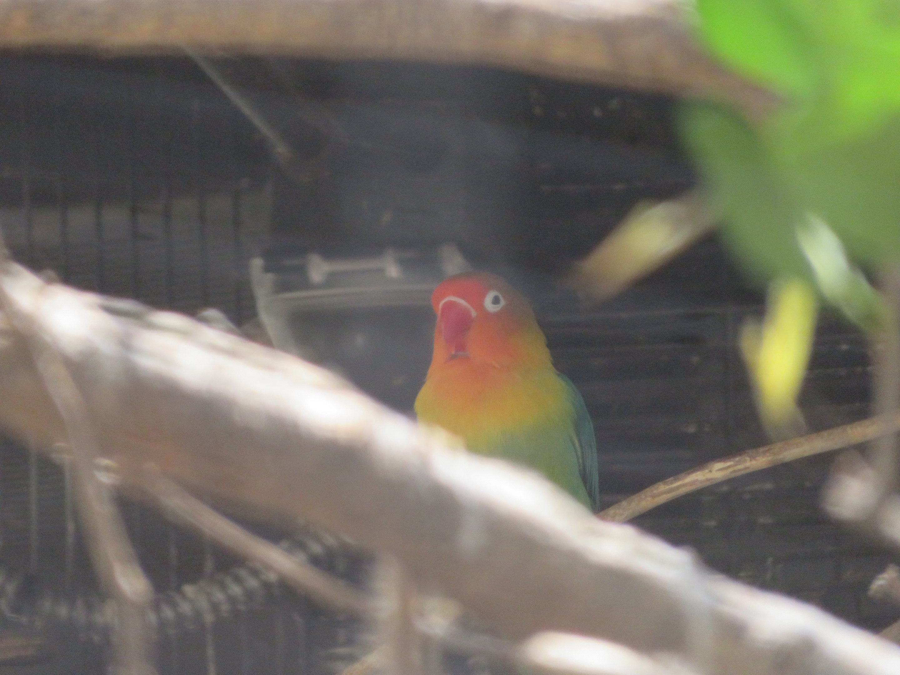 Fischer's Lovebird