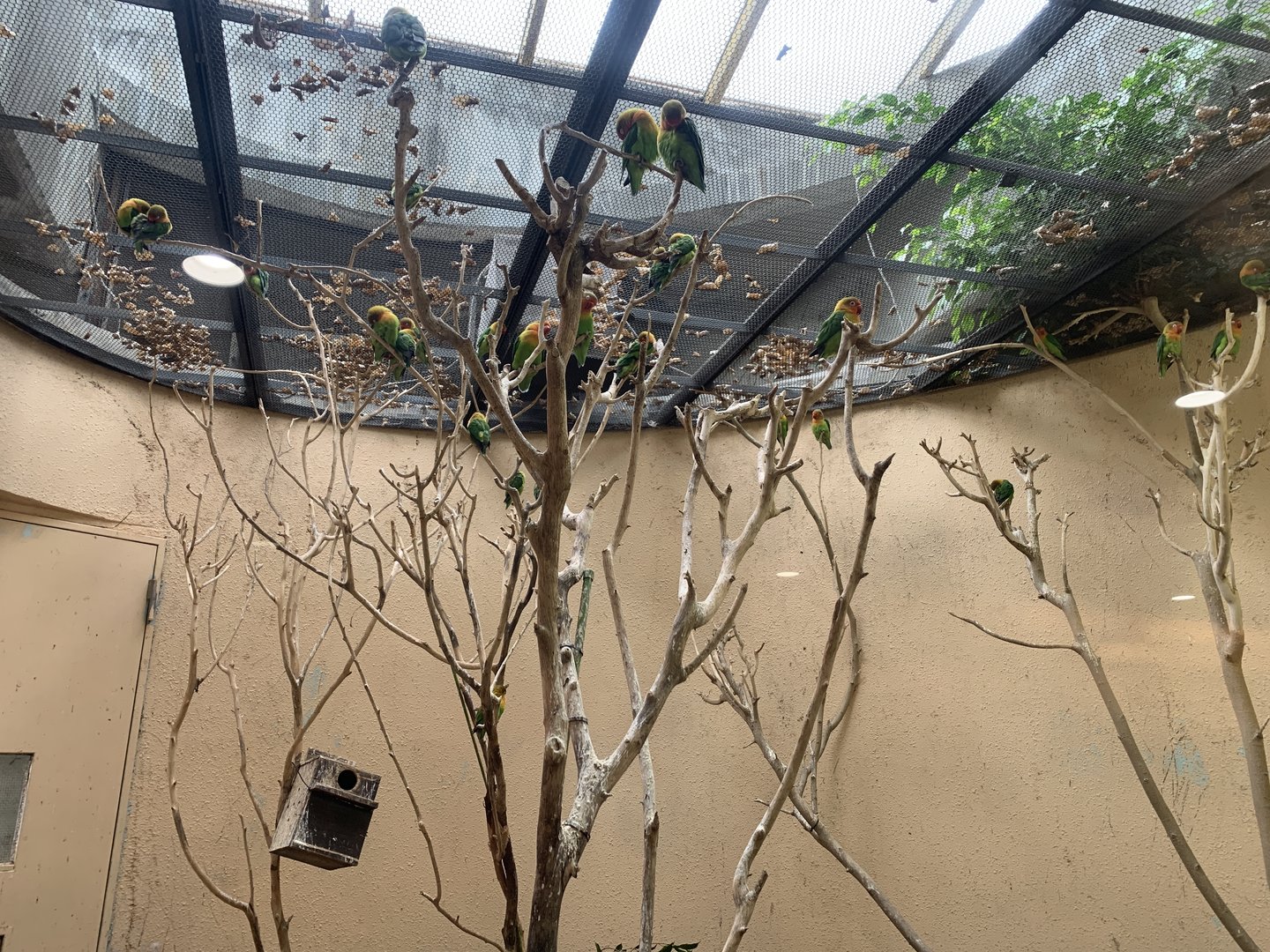 Fischer’s Lovebird