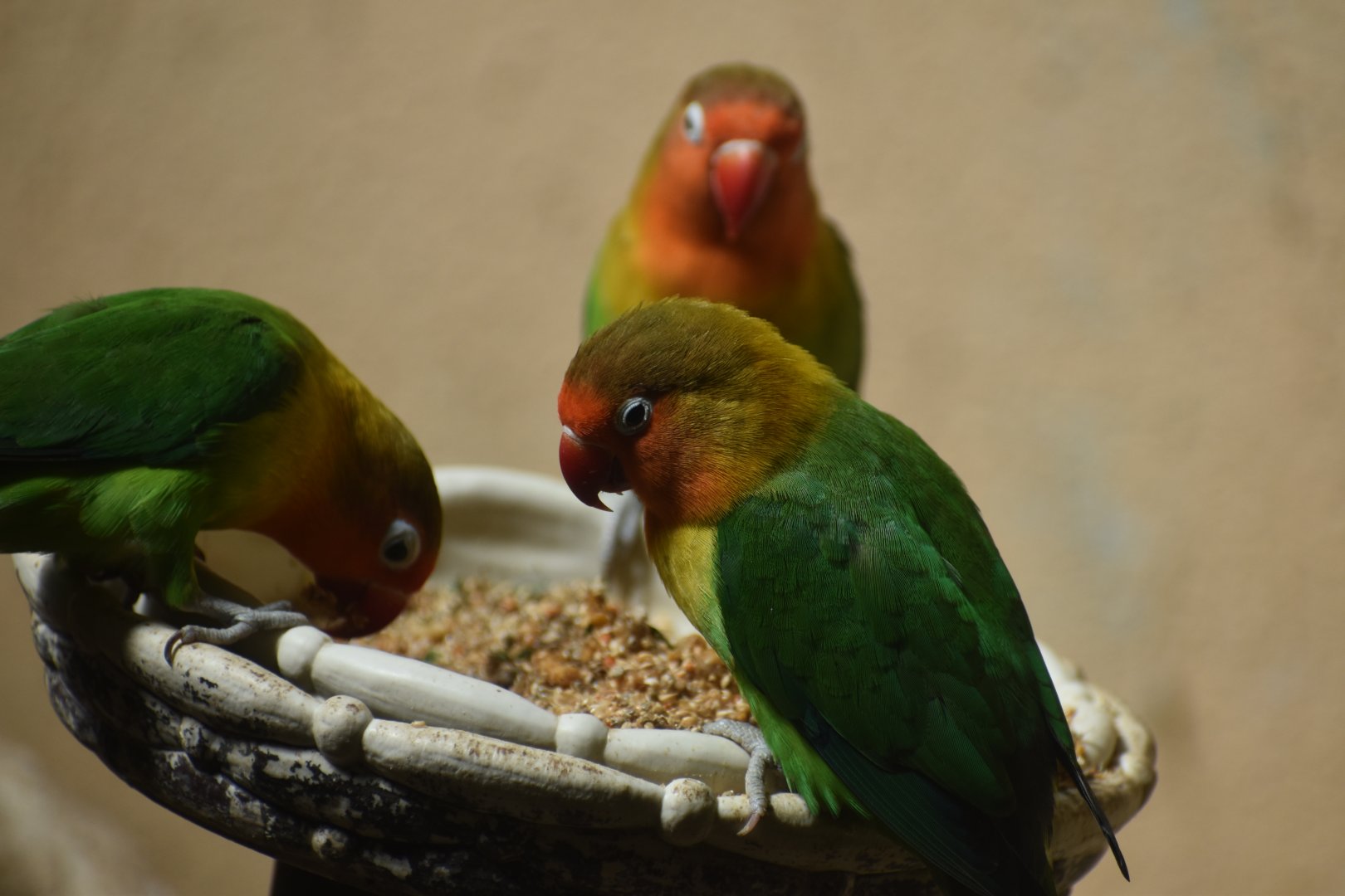 Fischer's Lovebird
