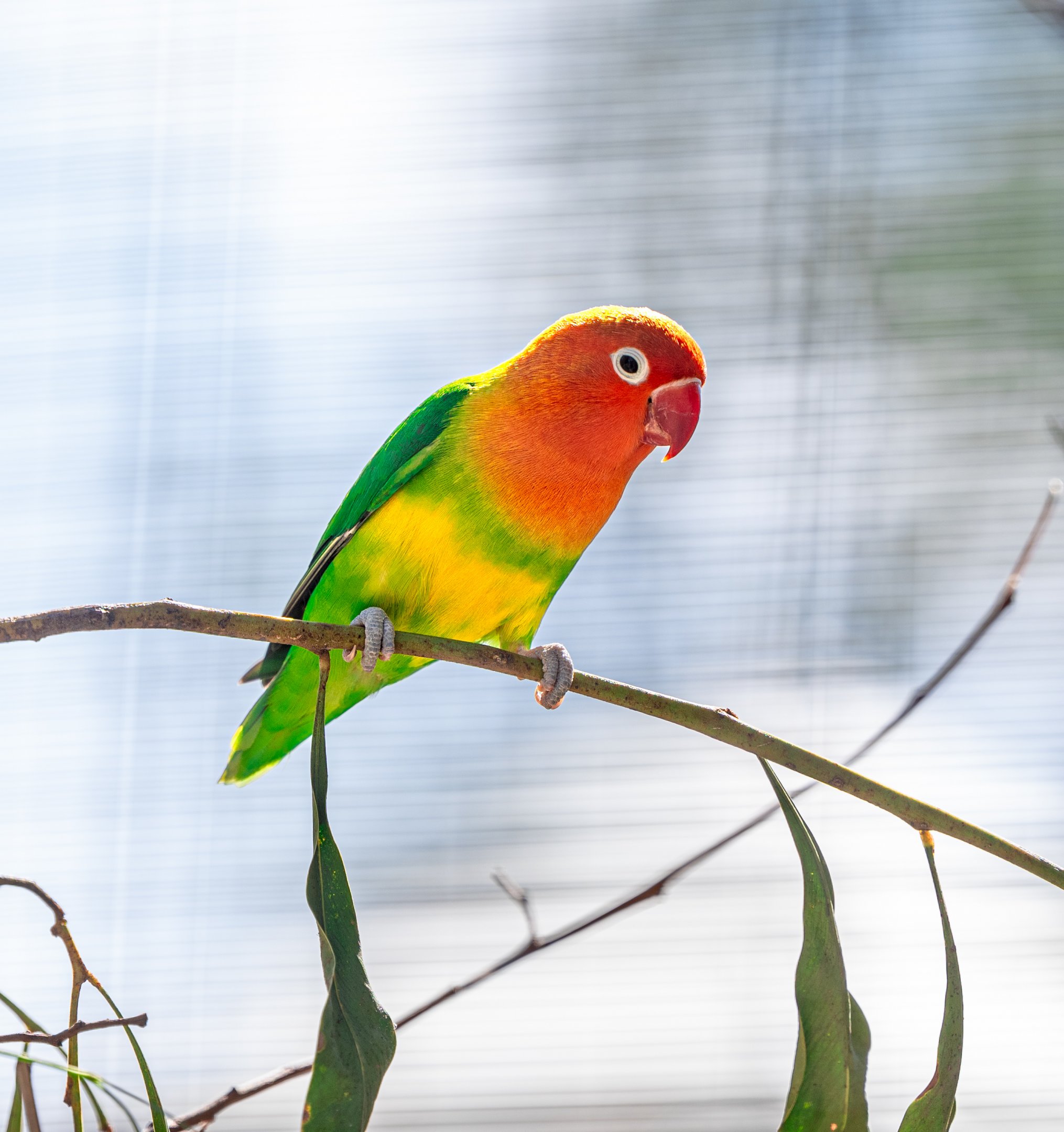 Fischer’s Lovebird