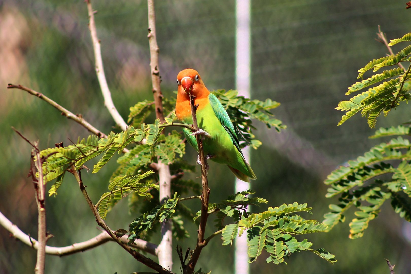 Fischer's Lovebird
