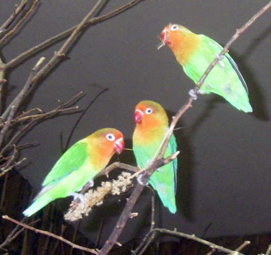 Fischer's Lovebirds (Agapornis fischeri)