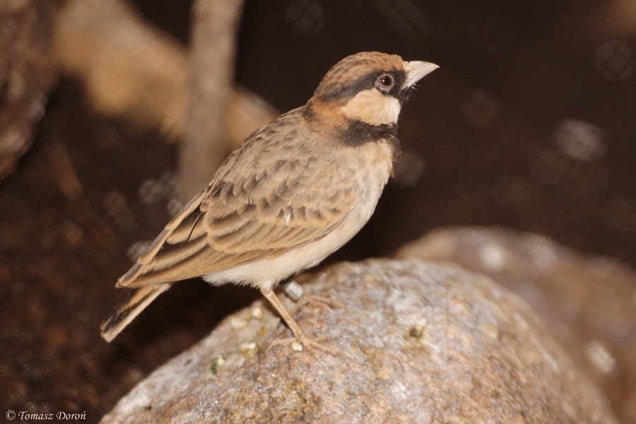 Fischer's Sparrow-Lark (Eremopterix leucopareia) male