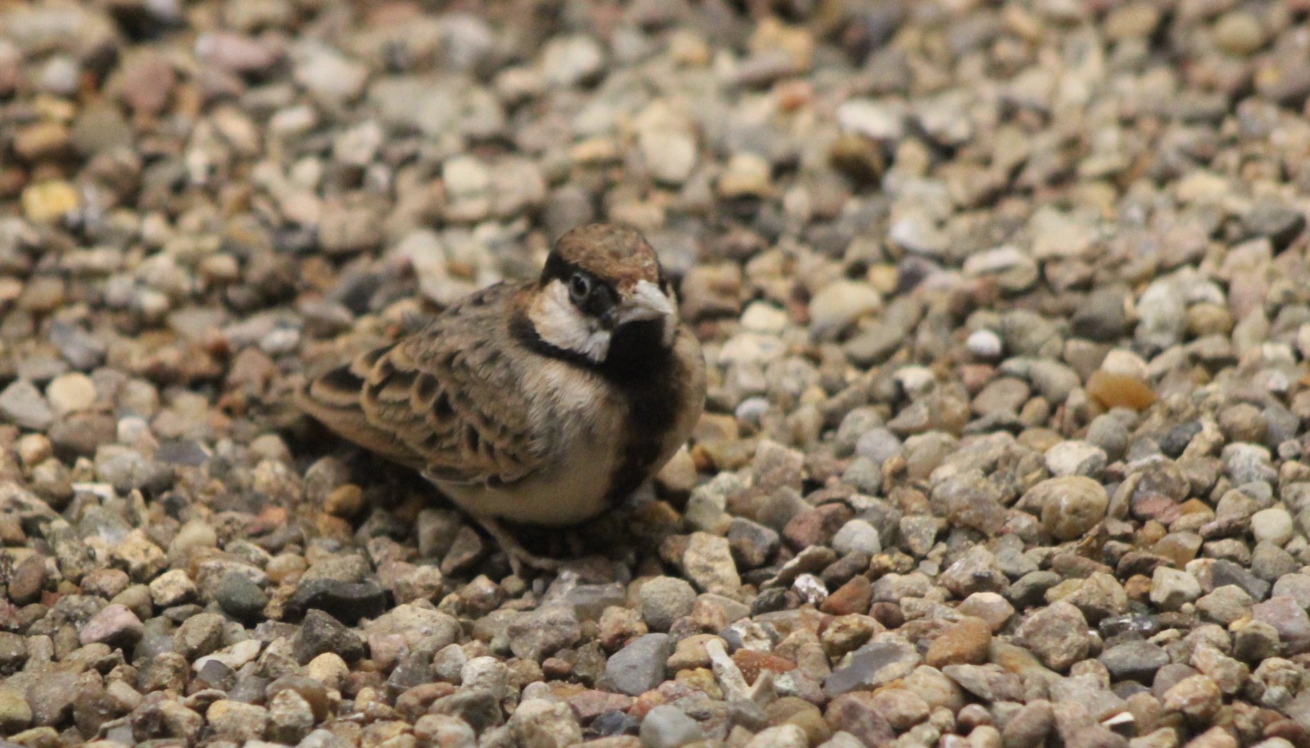 Fischer's sparrow-lark