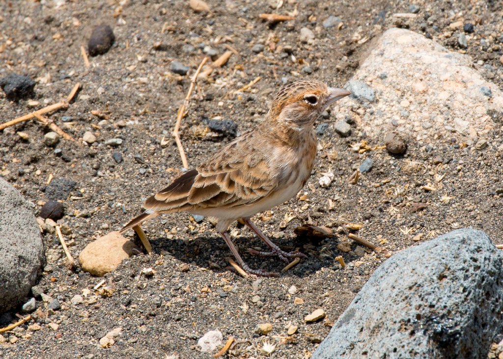 Fischers Sparrowlark female