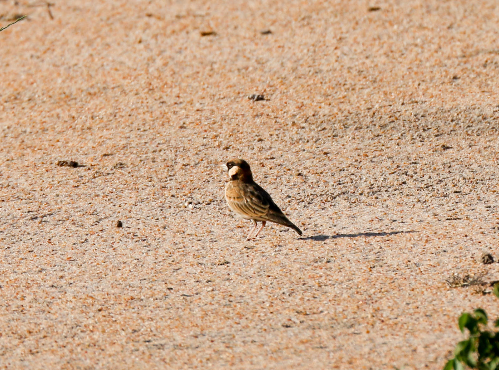Fischer's Sparrowlark