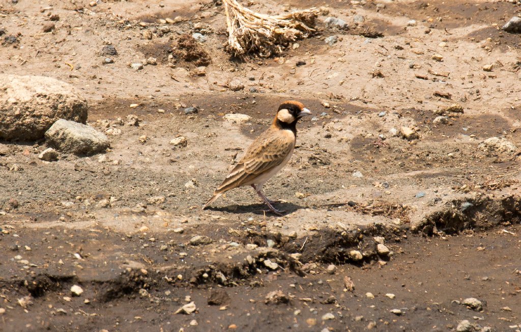 Fischer's Sparrowlark