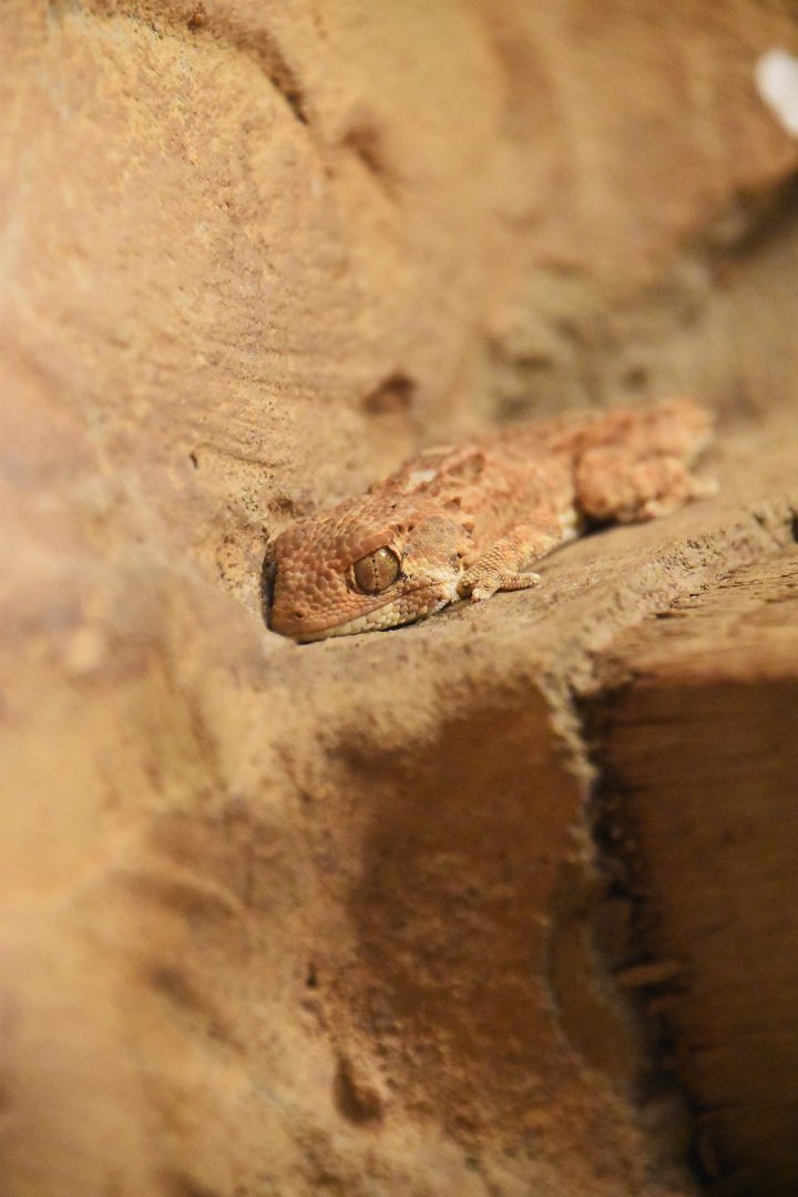 Fischer's thick toed gecko, Chondrodactylus laevigatus
