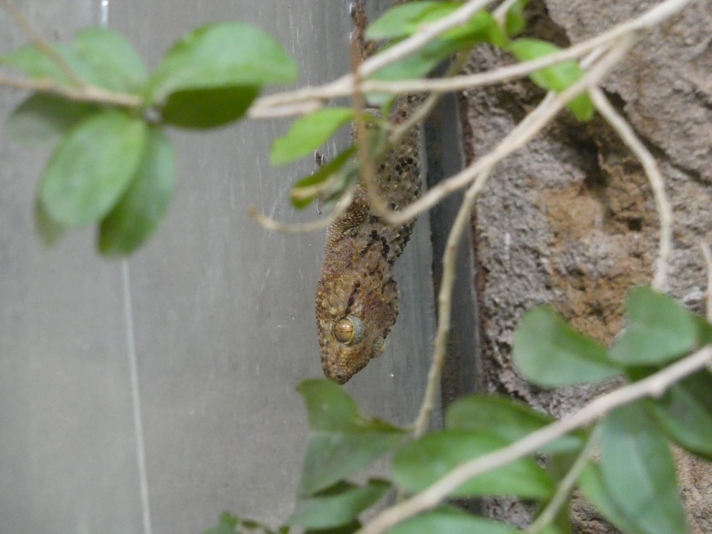 Fischer's thick-toed gecko