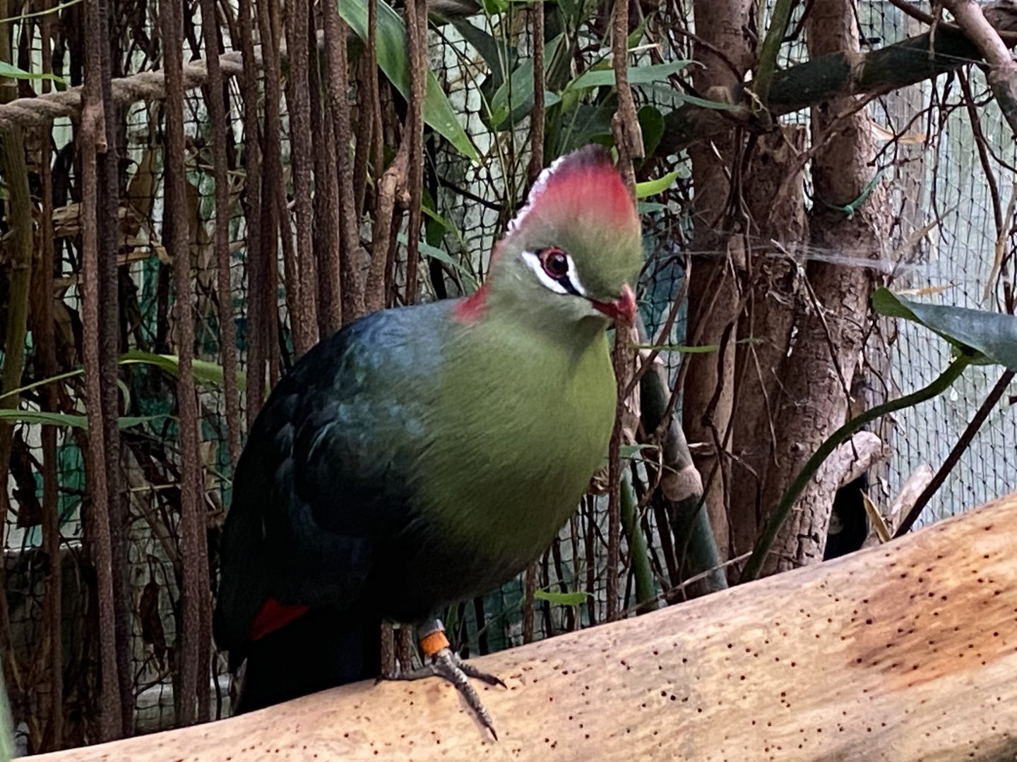 Fischer’s turaco 050924
