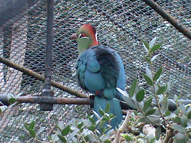 fischers turaco 080112