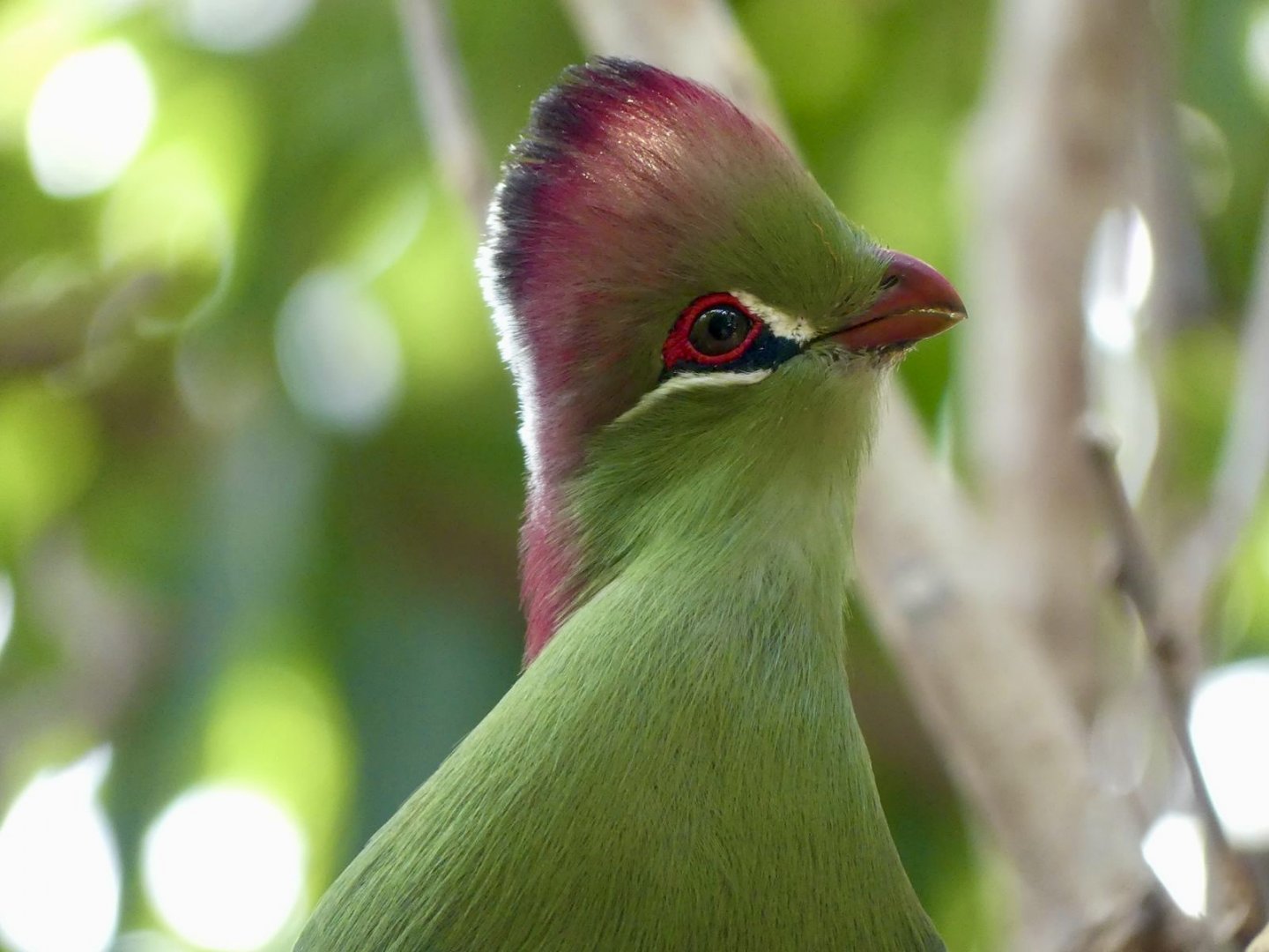 Fischer’s Turaco - 11.07.25