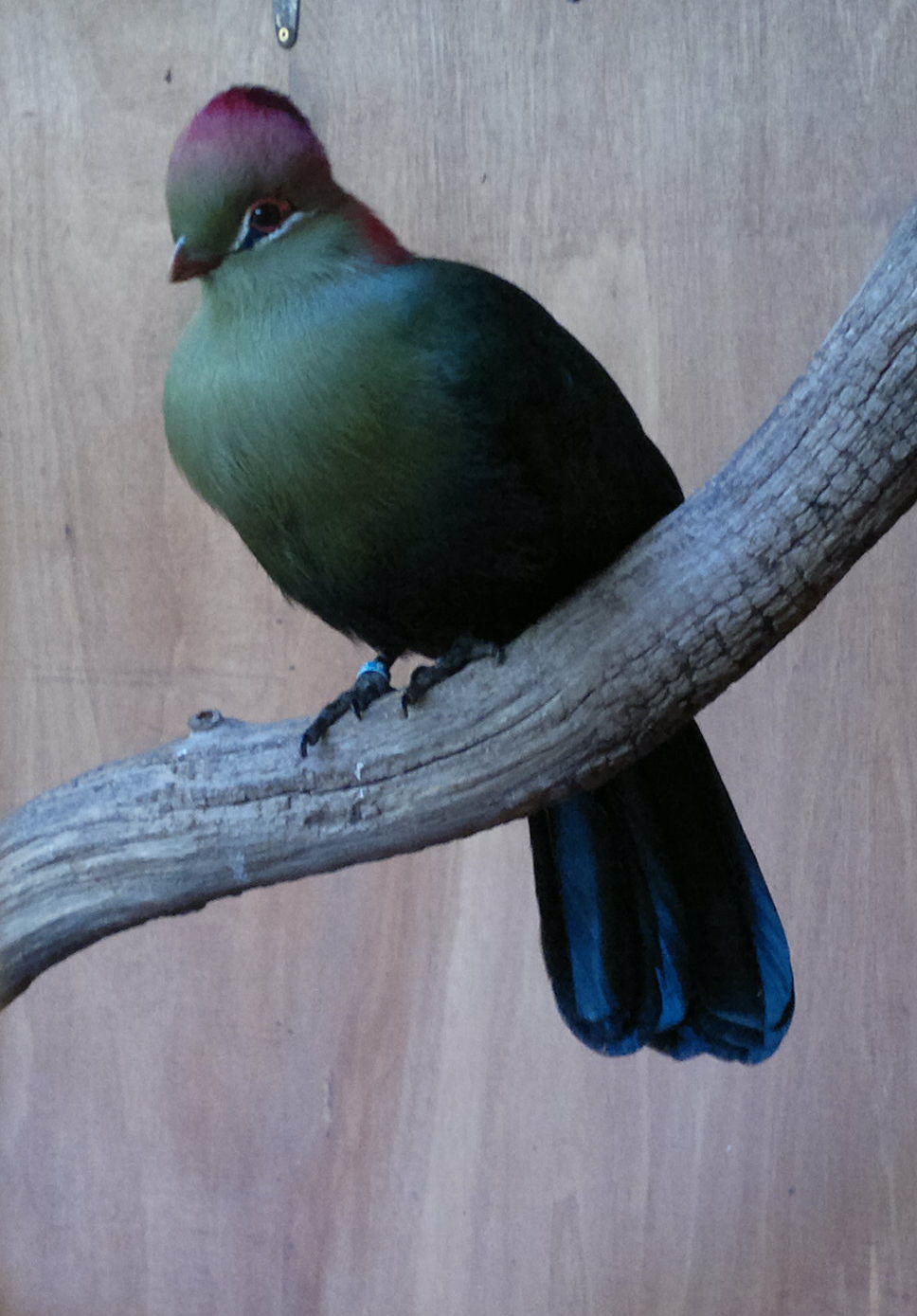 Fischers Turaco 17/12/12
