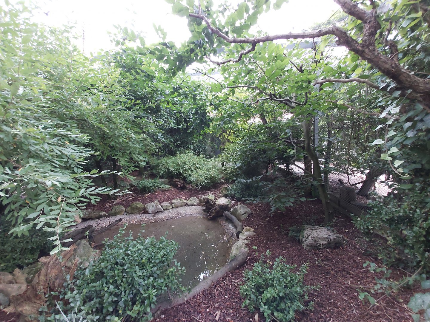 Fischer's turaco aviary