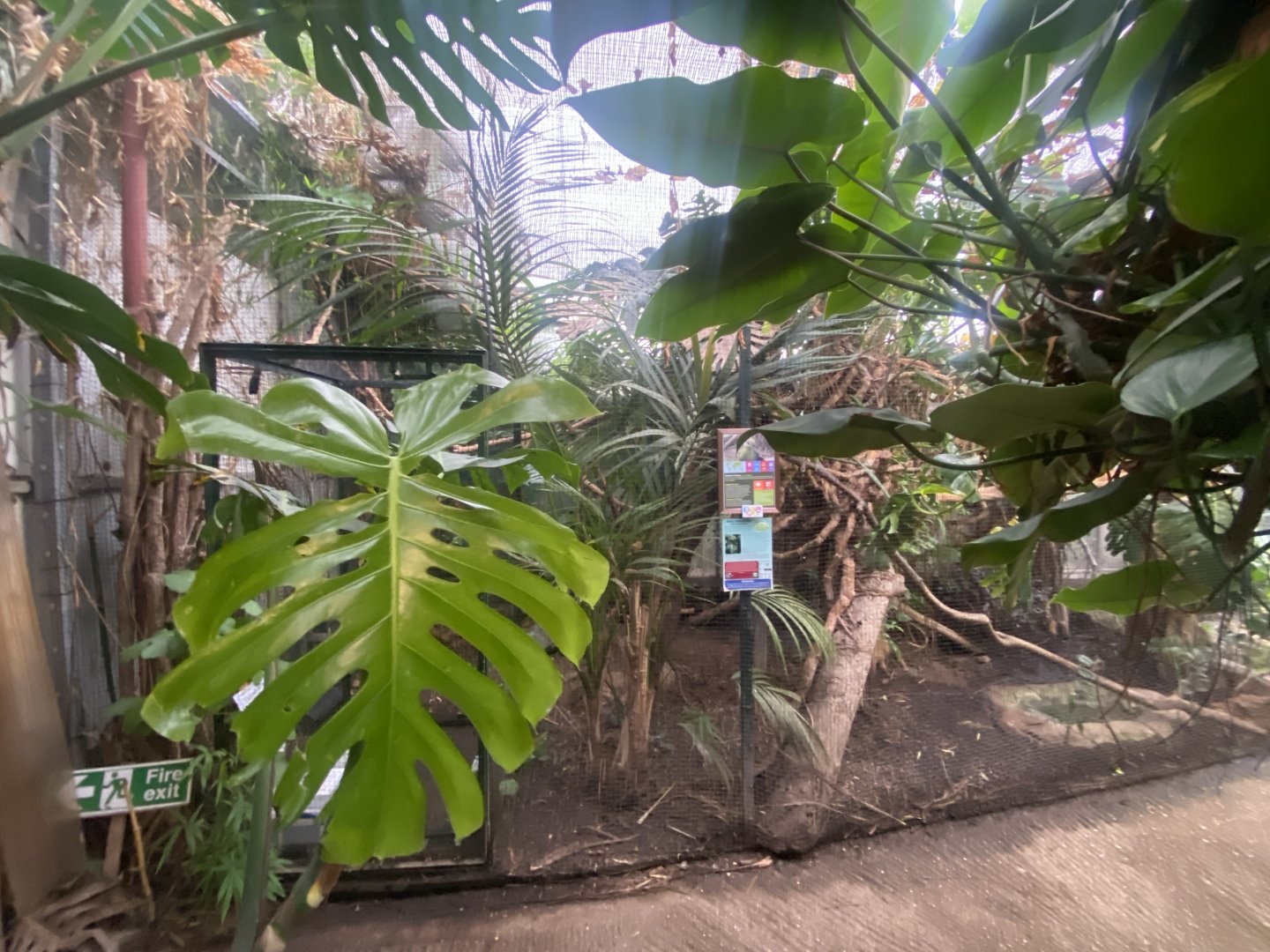 Fischer’s turaco exhibit 050924