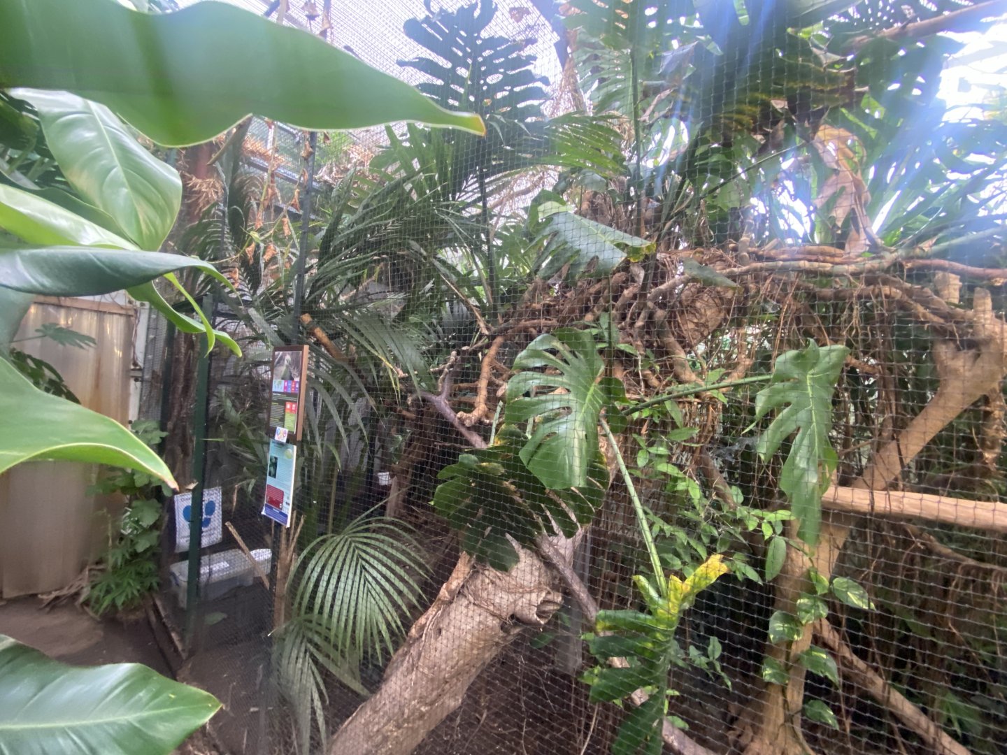 Fischer’s turaco exhibit 050924