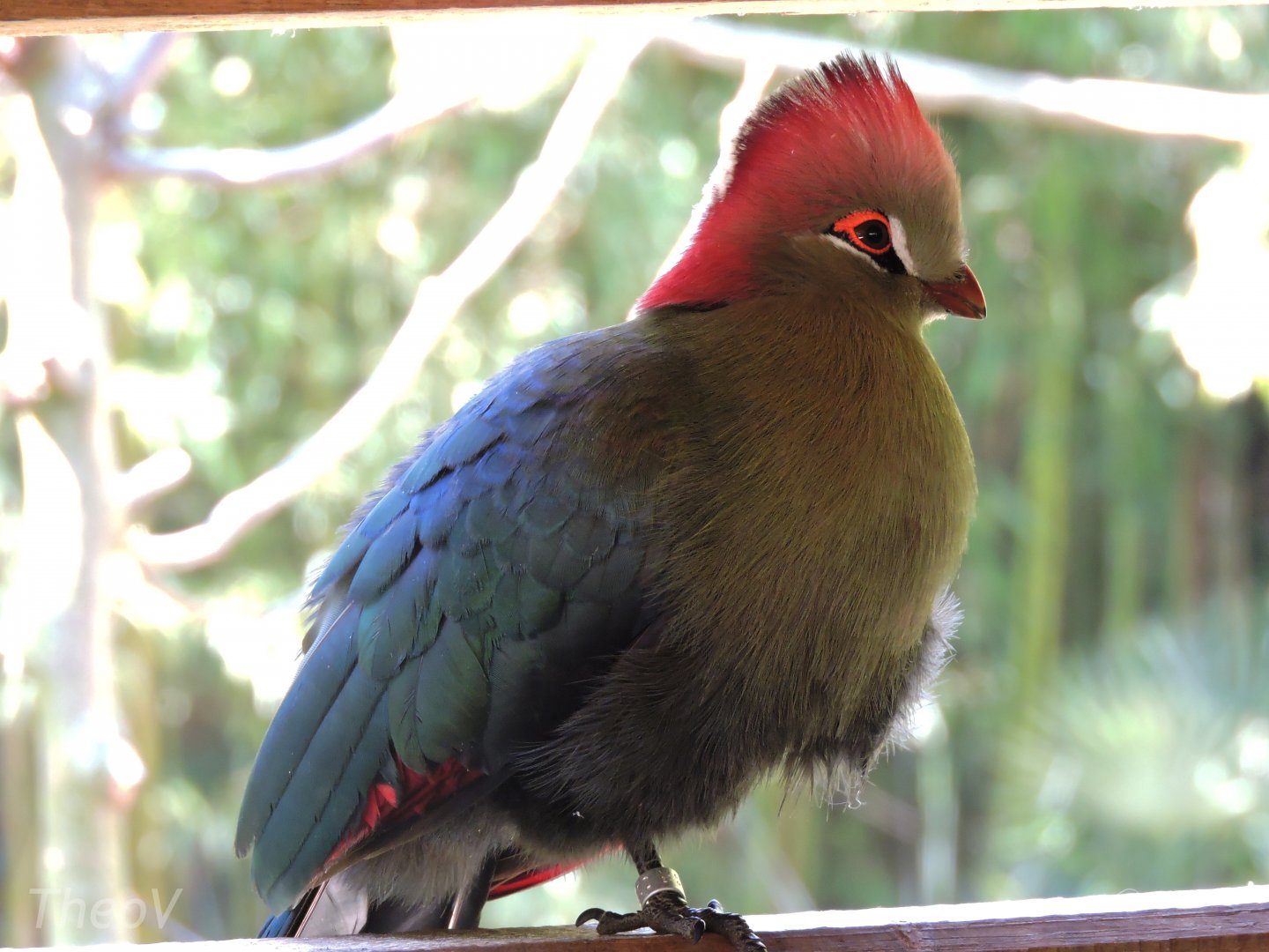 Fischer's turaco - Sanctuaire des okapis [2015]
