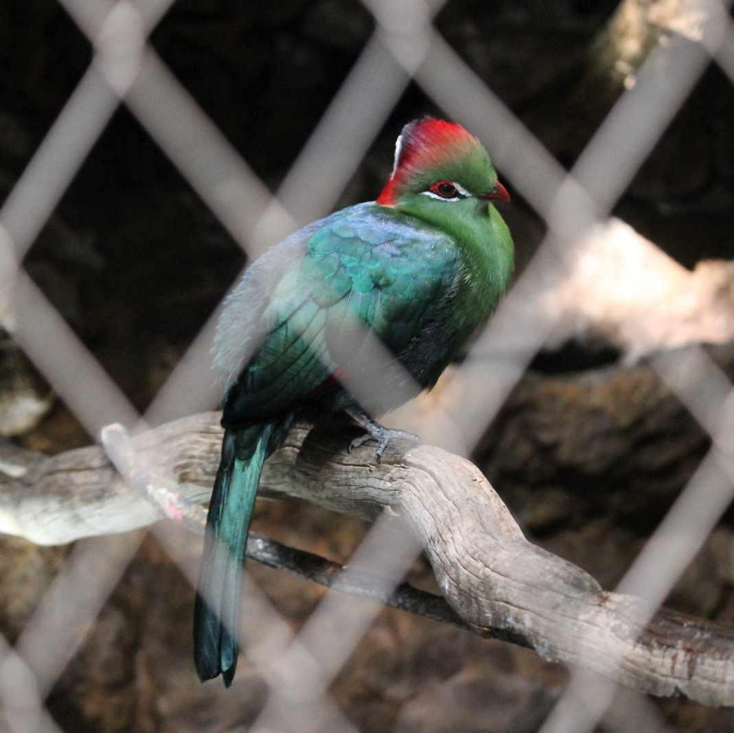 Fischer’s Turaco (Tauraco fischeri)