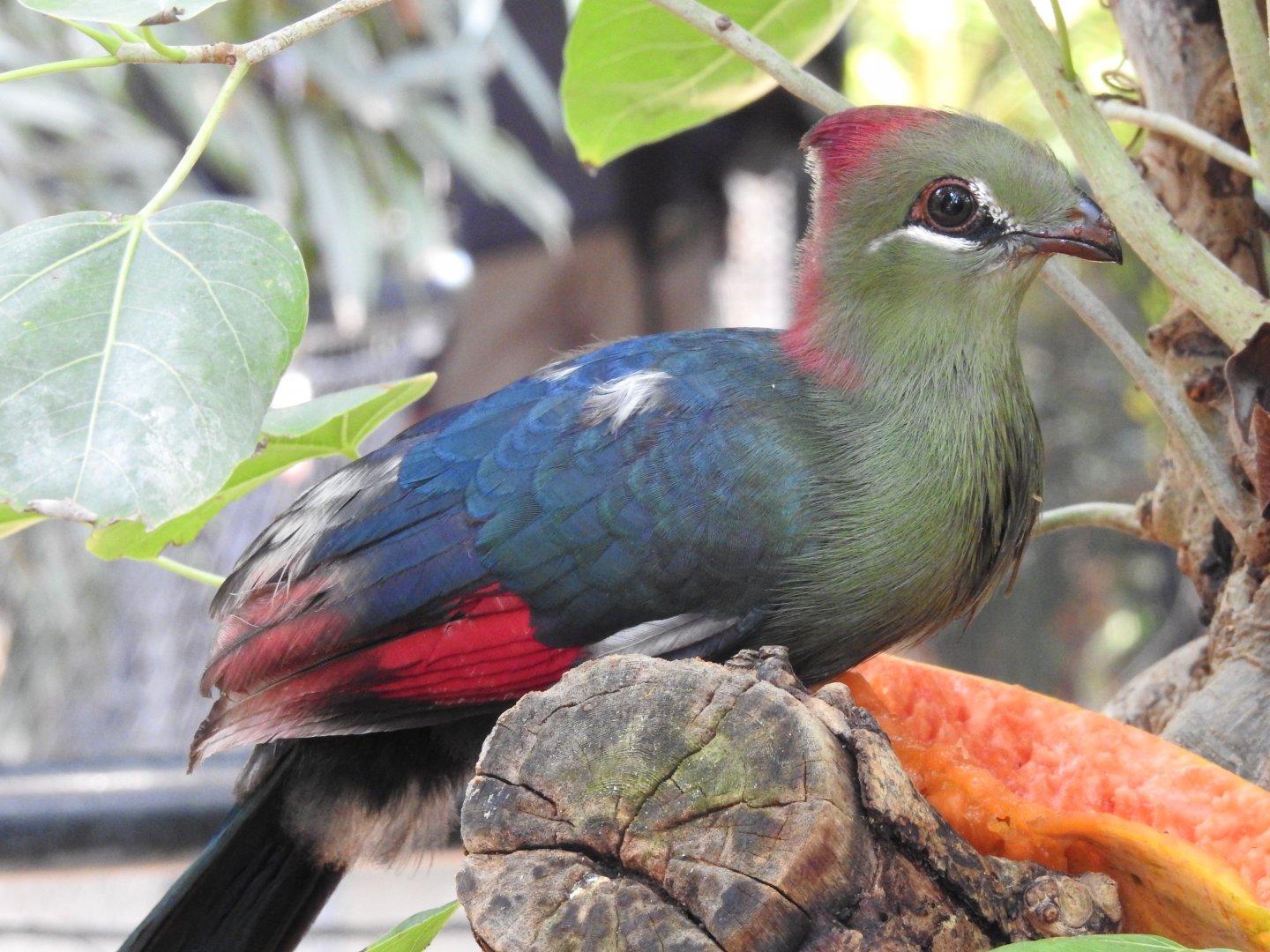 Fischer’s Turaco (Tauraco fischeri)